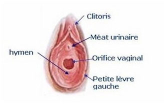 anatomie-hymen