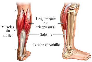 anatomie-mollets-tunisie