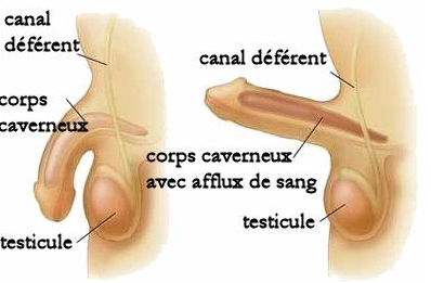 taille-penis-repos-et-en-erection